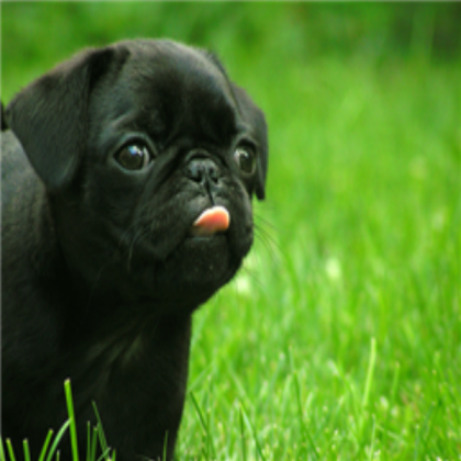 pug dog Roblox decal