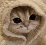 Cinnamoroll fan group! || please join! ||