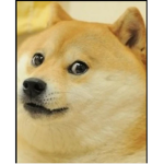 Doge war soldiers