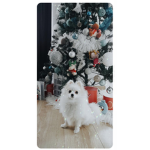 Pomeranian group 123