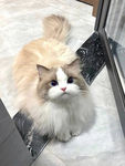 •Ragdoll Cats•