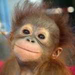 Reject Humanity, Return To Monke
