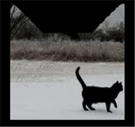 FrostClan Warrior Cats Roleplay