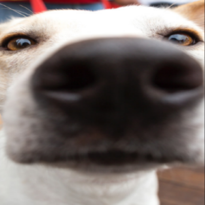 dog Roblox decal