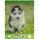 Doggies_Hamsters