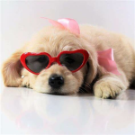 Dogs are our bestfriendss