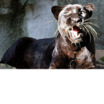 Black Panther's Pack