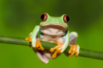 Frogs are awesome studios!!!