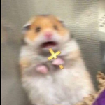 I am a furry
