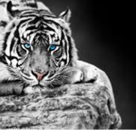Ninja Tigers :P