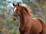 Horses_4_ever