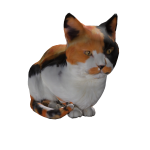 Calico Cat