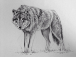 Wolf Packs United!