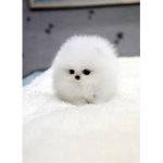 The cutie dog