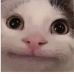 Beluga cat$