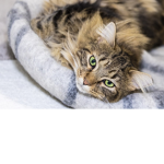Tabby Kitten Kingdom