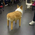 Grand Autismo Studios