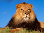 Lion Club Forever