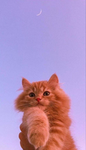 Hi Aesthetic people! :D