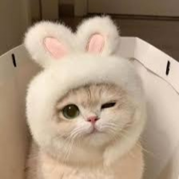 Take care of your cute kitty