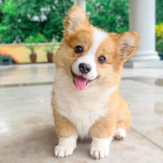 Corgis Forever!
