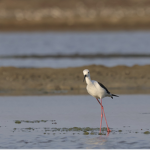 Birding Community