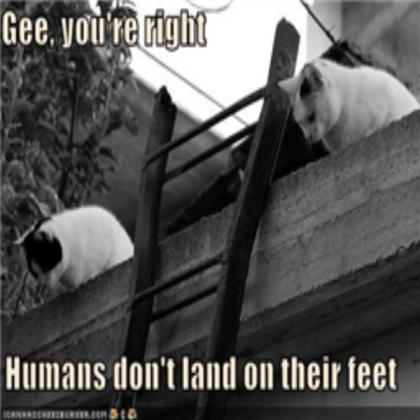 funny cat pic Roblox decal