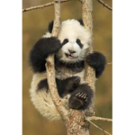 Panda O' Wanda's