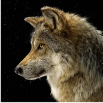 True Wolves
