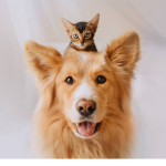 cAtS aNd DoGs SqUaD MeOw
