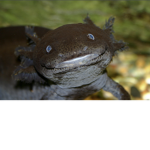 Axolotl Hunters’ Club
