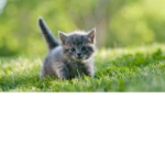 Kitty Love Team
