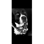 Doges are gangsters