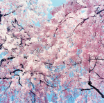 Blooming Hair