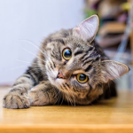Cat Fan Hangout!