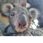 Koala Group :0