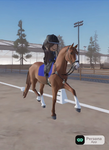 <~> Royal Riders! <~>