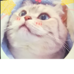 cat and NO dog