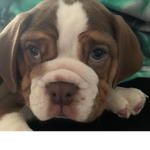 Cali Dogo Lucy the beabull