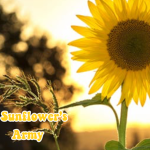 Sunflower's Army