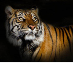|The Tigers|