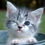 kittens!(Read the description)