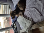 Pet stories and Funny people