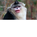 pop monkeys