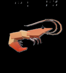 Shrimperio