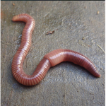 Earth worm sally United group