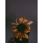 S u N f L o W e R .