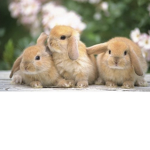 Buno army