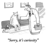 curiosity clothing and fun