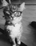 meow lock.